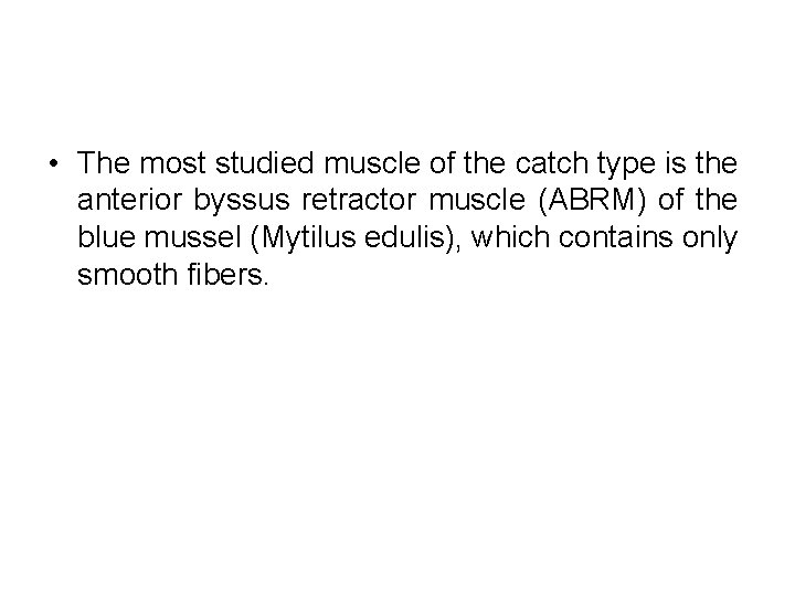  • The most studied muscle of the catch type is the anterior byssus