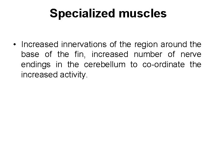 Specialized muscles • Increased innervations of the region around the base of the fin,