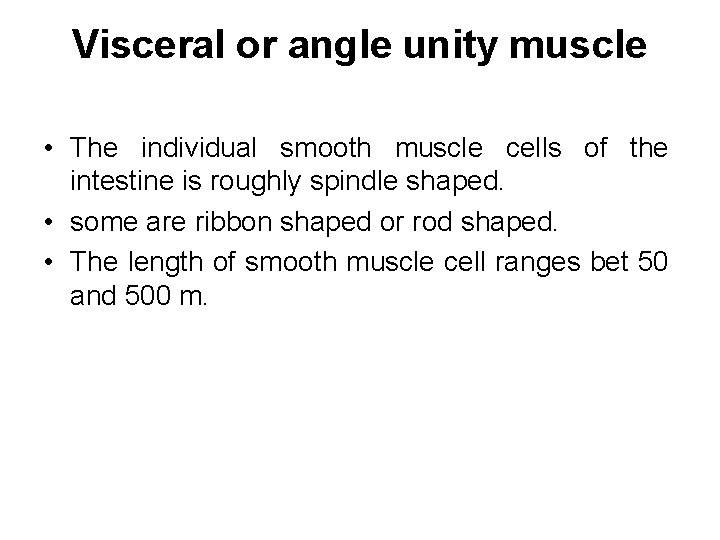 Visceral or angle unity muscle • The individual smooth muscle cells of the intestine