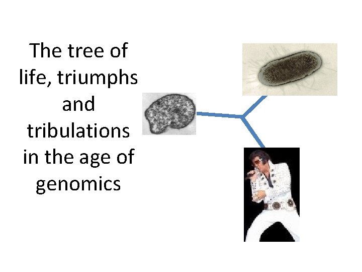 The tree of life, triumphs and tribulations in the age of genomics 