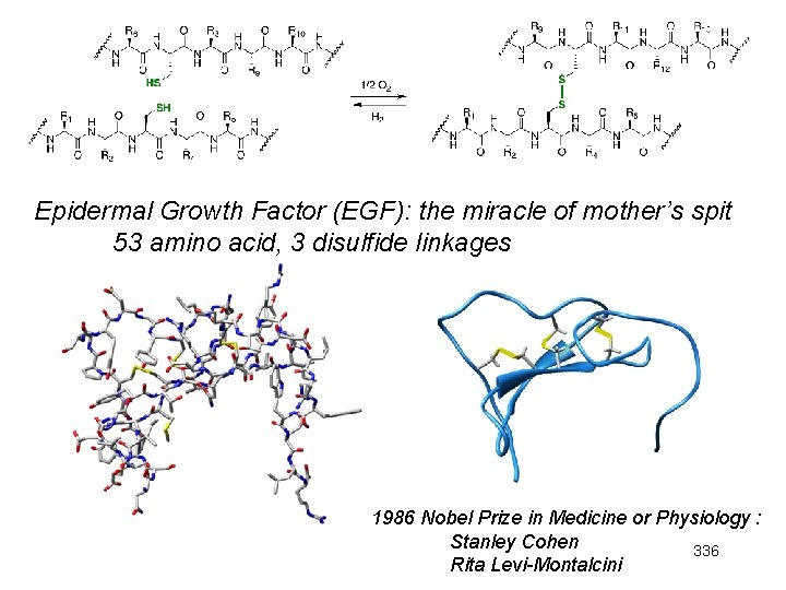 Epidermal Growth Factor (EGF): the miracle of mother’s spit 53 amino acid, 3 disulfide Epidermal Growth Factor (EGF): the miracle of mother’s spit 53 amino acid, 3 disulfide