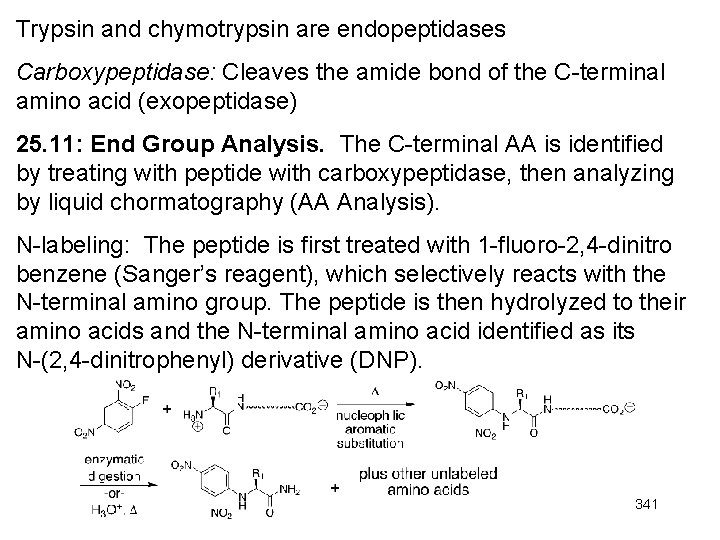 Trypsin and chymotrypsin are endopeptidases Carboxypeptidase: Cleaves the amide bond of the C-terminal amino Trypsin and chymotrypsin are endopeptidases Carboxypeptidase: Cleaves the amide bond of the C-terminal amino