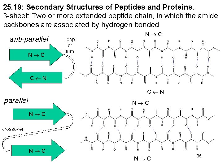 25. 19: Secondary Structures of Peptides and Proteins. -sheet: Two or more extended peptide 25. 19: Secondary Structures of Peptides and Proteins. -sheet: Two or more extended peptide