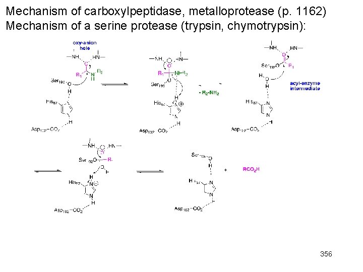 Mechanism of carboxylpeptidase, metalloprotease (p. 1162) Mechanism of a serine protease (trypsin, chymotrypsin): 356 Mechanism of carboxylpeptidase, metalloprotease (p. 1162) Mechanism of a serine protease (trypsin, chymotrypsin): 356