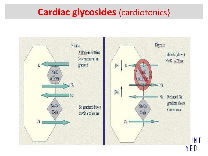 Cardiac glycosides (cardiotonics) 