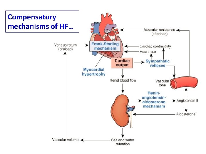 Compensatory mechanisms of HF… 