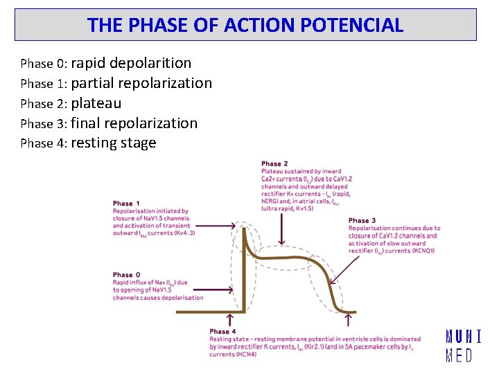 THE PHASE OF ACTION POTENCIAL Phase 0: rapid depolarition Phase 1: partial repolarization Phase