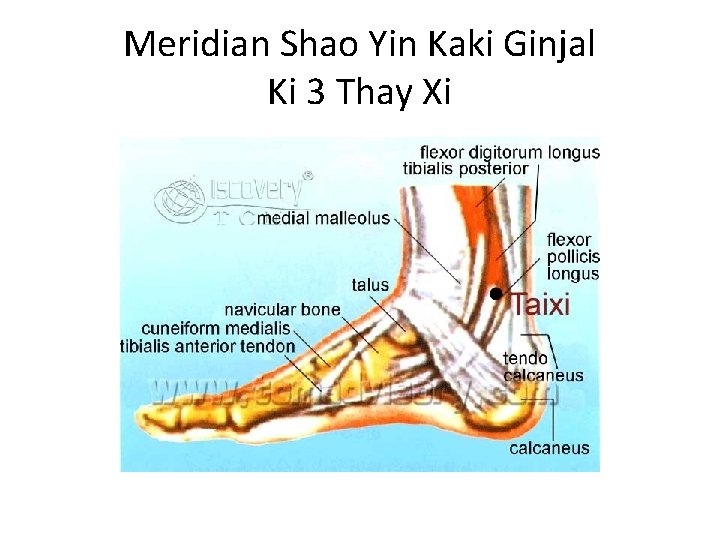 Meridian Shao Yin Kaki Ginjal Ki 3 Thay Xi 