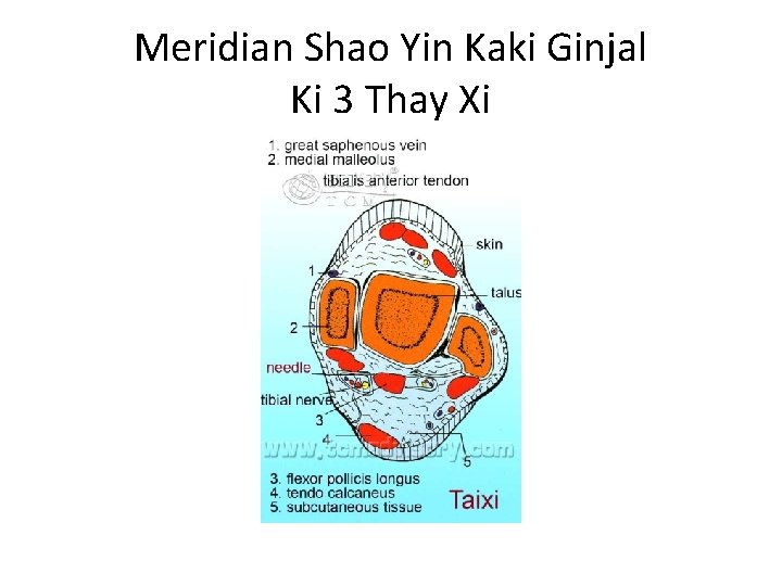 Meridian Shao Yin Kaki Ginjal Ki 3 Thay Xi 