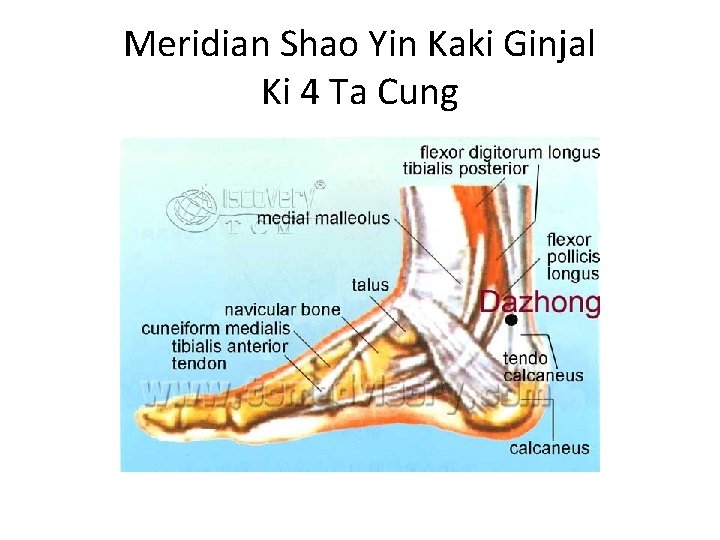 Meridian Shao Yin Kaki Ginjal Ki 4 Ta Cung 