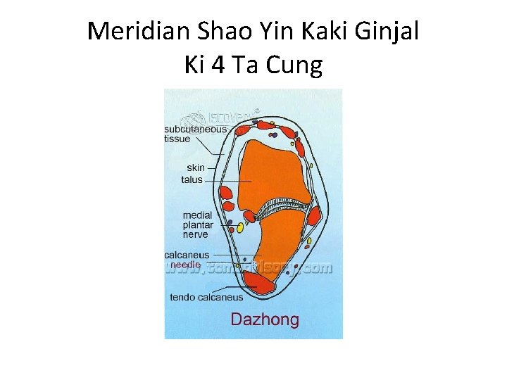 Meridian Shao Yin Kaki Ginjal Ki 4 Ta Cung 