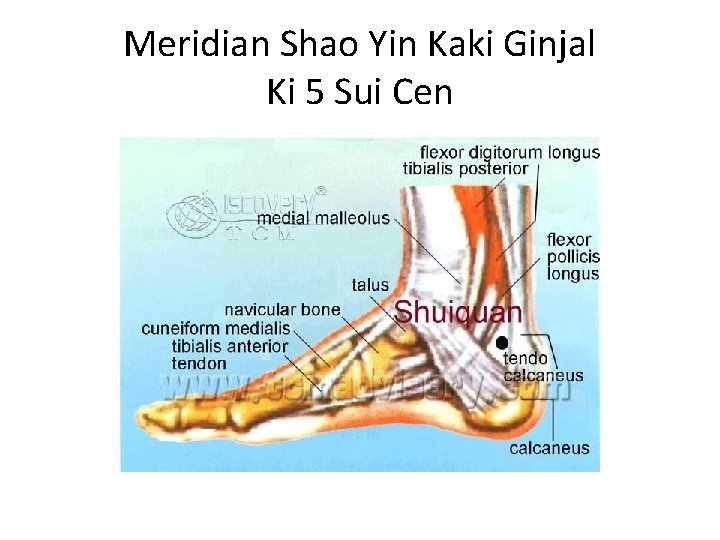 Meridian Shao Yin Kaki Ginjal Ki 5 Sui Cen 