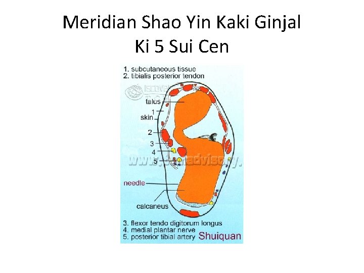 Meridian Shao Yin Kaki Ginjal Ki 5 Sui Cen 