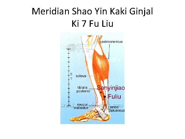 Meridian Shao Yin Kaki Ginjal Ki 7 Fu Liu 