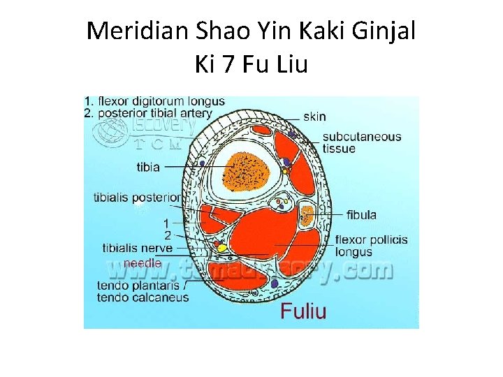 Meridian Shao Yin Kaki Ginjal Ki 7 Fu Liu 