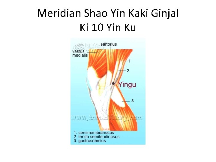 Meridian Shao Yin Kaki Ginjal Ki 10 Yin Ku 