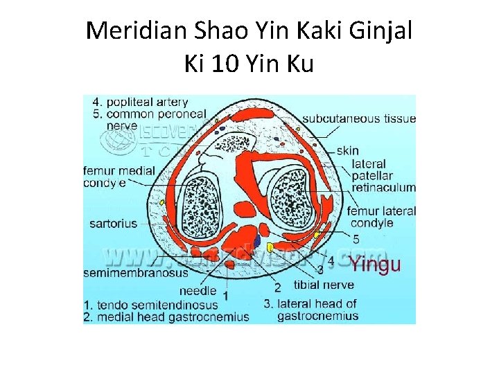 Meridian Shao Yin Kaki Ginjal Ki 10 Yin Ku 