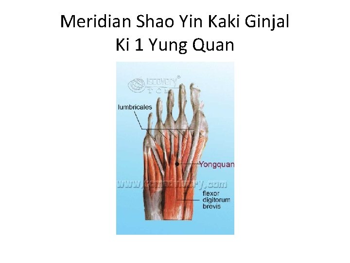 Meridian Shao Yin Kaki Ginjal Ki 1 Yung Quan 