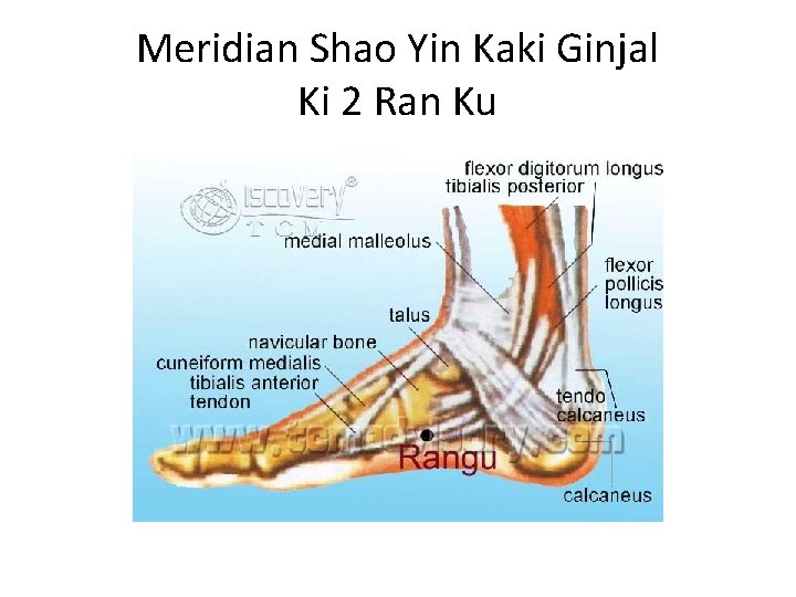 Meridian Shao Yin Kaki Ginjal Ki 2 Ran Ku 