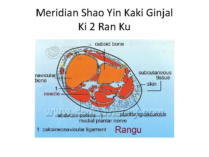 Meridian Shao Yin Kaki Ginjal Ki 2 Ran Ku 