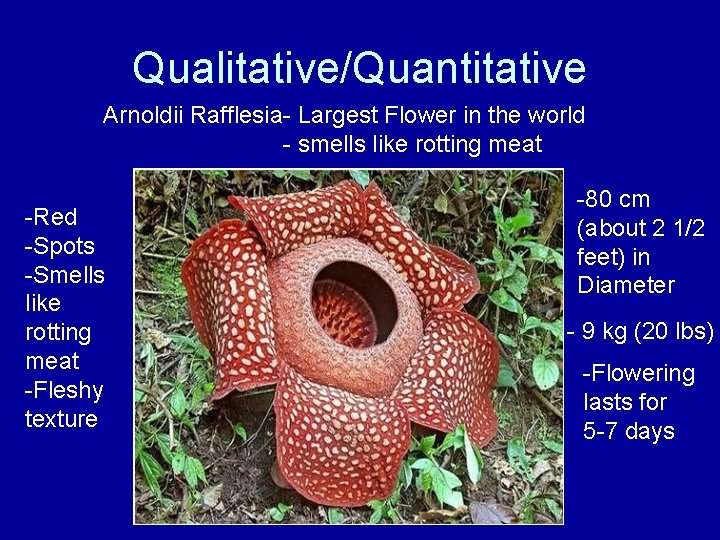 Qualitative/Quantitative Arnoldii Rafflesia- Largest Flower in the world - smells like rotting meat -Red