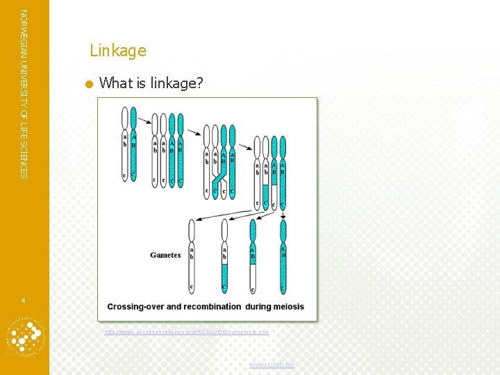NORWEGIAN UNIVERSITY OF LIFE SCIENCES Linkage What is linkage? – Two markers are inherited NORWEGIAN UNIVERSITY OF LIFE SCIENCES Linkage What is linkage? – Two markers are inherited