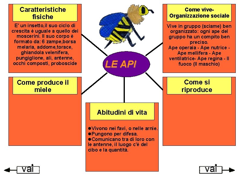 Caratteristiche fisiche E' un insetto, il suo ciclo di crescita è uguale a quello