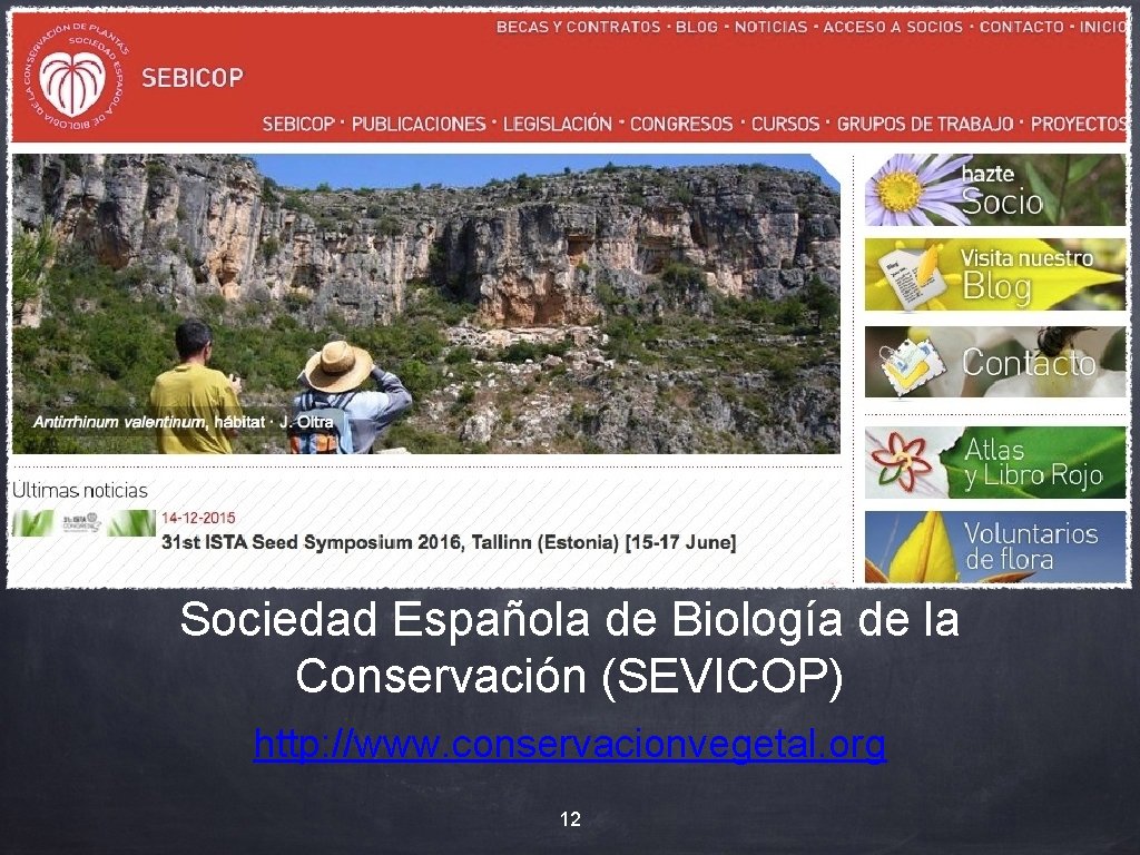 Sociedad Española de Biología de la Conservación (SEVICOP) http: //www. conservacionvegetal. org 12 