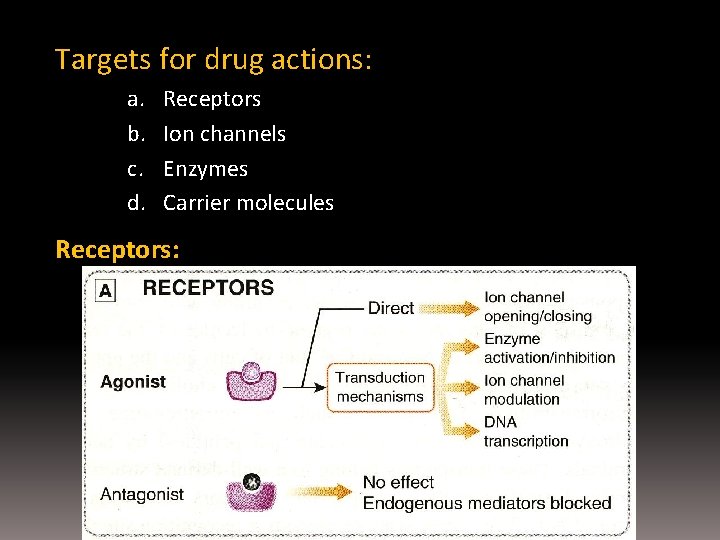 Targets for drug actions: a. b. c. d. Receptors Ion channels Enzymes Carrier molecules