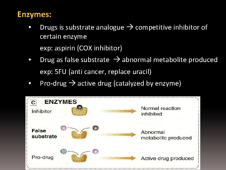 Enzymes: • Drugs is substrate analogue competitive inhibitor of certain enzyme exp: aspirin (COX