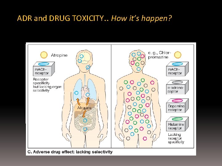ADR and DRUG TOXICITY. . How it’s happen? 