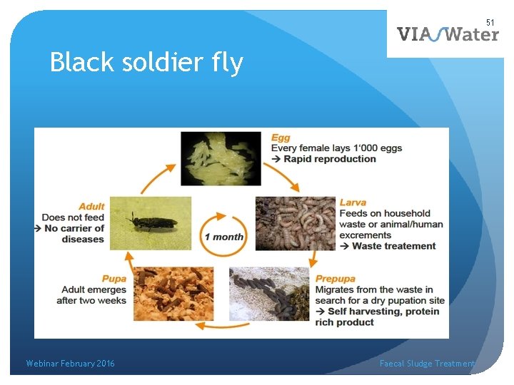 51 Black soldier fly Webinar February 2016 Faecal Sludge Treatment 