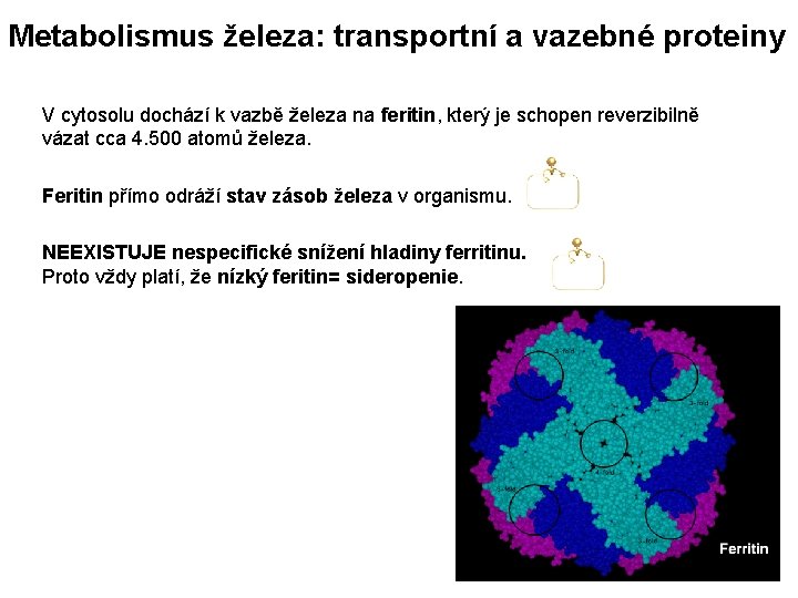 Metabolismus železa: transportní a vazebné proteiny V cytosolu dochází k vazbě železa na feritin,