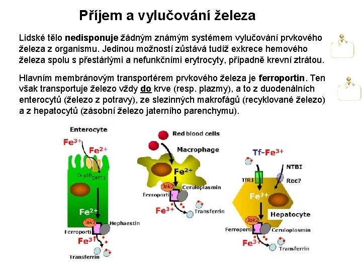 Příjem a vylučování železa Lidské tělo nedisponuje žádným známým systémem vylučování prvkového železa z