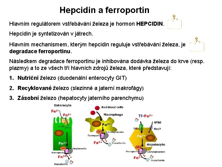 Hepcidin a ferroportin Hlavním regulátorem vstřebávání železa je hormon HEPCIDIN. Hepcidin je syntetizován v