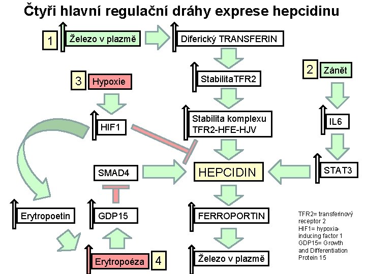 Čtyři hlavní regulační dráhy exprese hepcidinu 1 Železo v plazmě 3 Erytropoetin Diferický TRANSFERIN