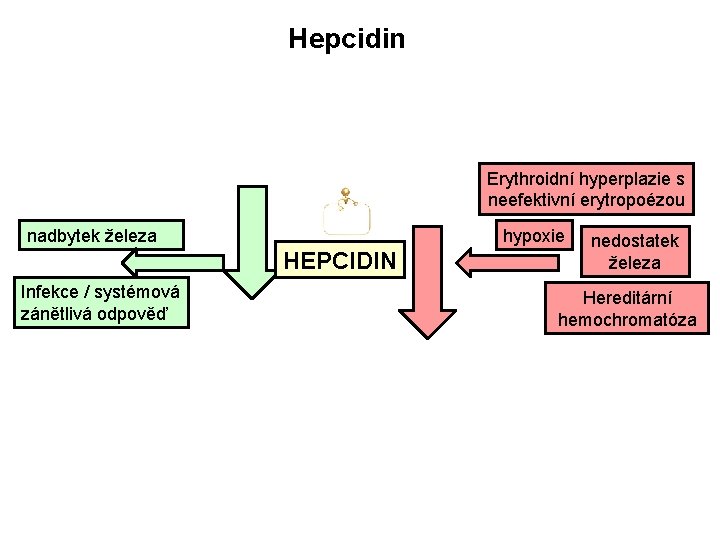 Hepcidin Erythroidní hyperplazie s neefektivní erytropoézou nadbytek železa hypoxie HEPCIDIN Infekce / systémová zánětlivá