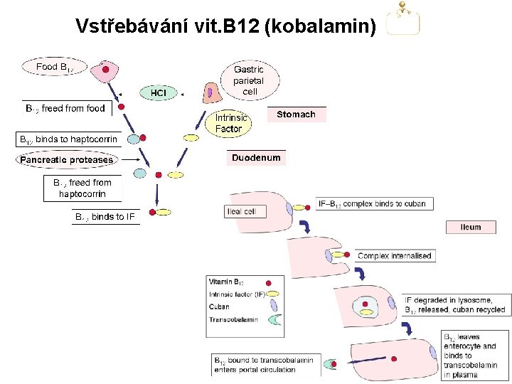 Vstřebávání vit. B 12 (kobalamin) 