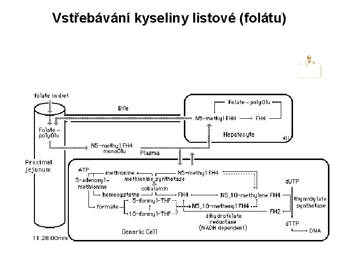 Vstřebávání kyseliny listové (folátu) 