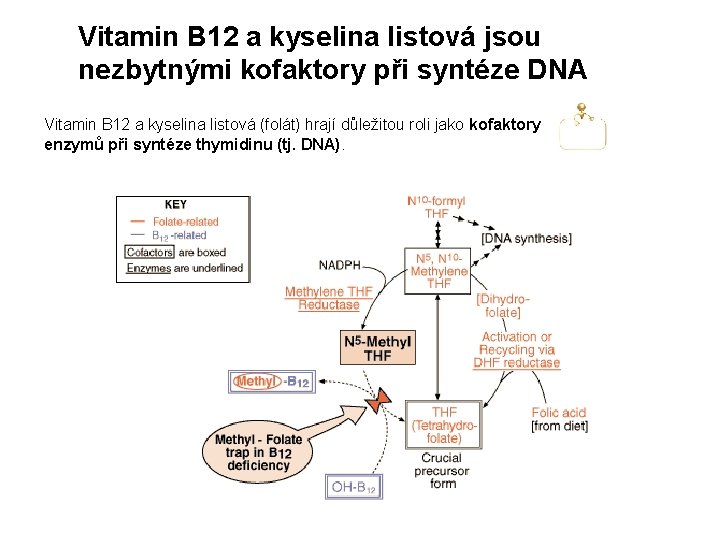 Vitamin B 12 a kyselina listová jsou nezbytnými kofaktory při syntéze DNA Vitamin B Vitamin B 12 a kyselina listová jsou nezbytnými kofaktory při syntéze DNA Vitamin B