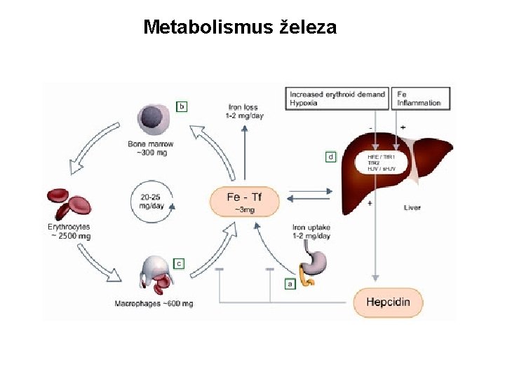 Metabolismus železa 