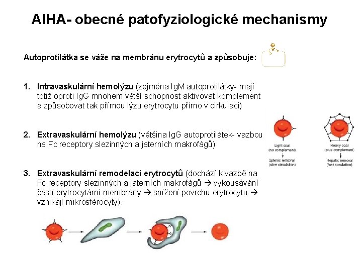 AIHA- obecné patofyziologické mechanismy Autoprotilátka se váže na membránu erytrocytů a způsobuje: 1. Intravaskulární AIHA- obecné patofyziologické mechanismy Autoprotilátka se váže na membránu erytrocytů a způsobuje: 1. Intravaskulární