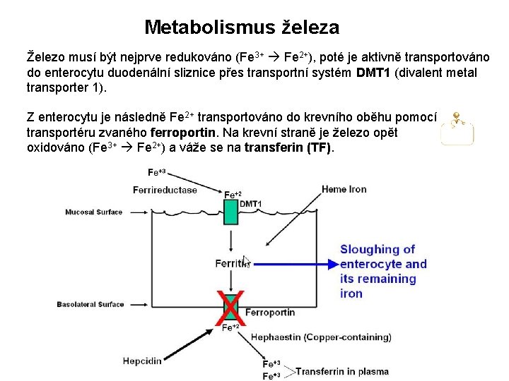 Metabolismus železa Železo musí být nejprve redukováno (Fe 3+ Fe 2+), poté je aktivně Metabolismus železa Železo musí být nejprve redukováno (Fe 3+ Fe 2+), poté je aktivně