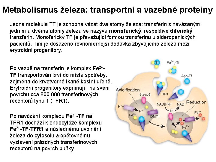 Metabolismus železa: transportní a vazebné proteiny Jedna molekula TF je schopna vázat dva atomy