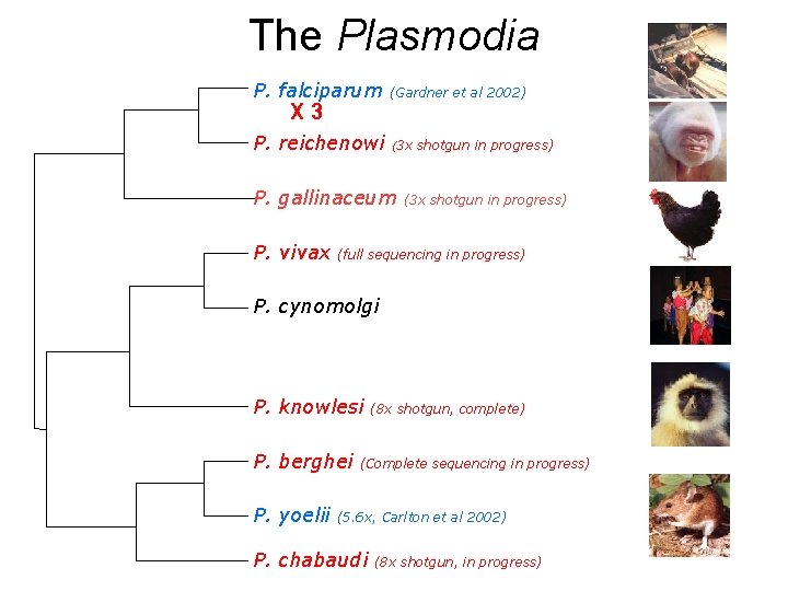 The Plasmodia P. falciparum (Gardner et al 2002) P. reichenowi (3 x X 3