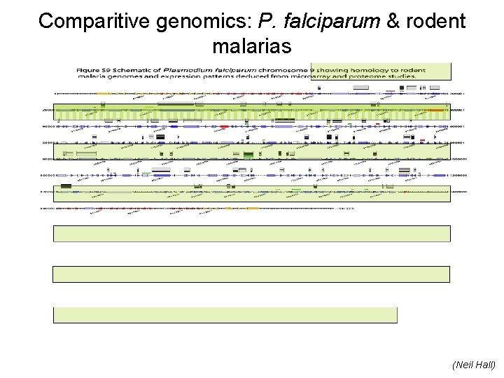 Comparitive genomics: P. falciparum & rodent malarias (Neil Hall) 