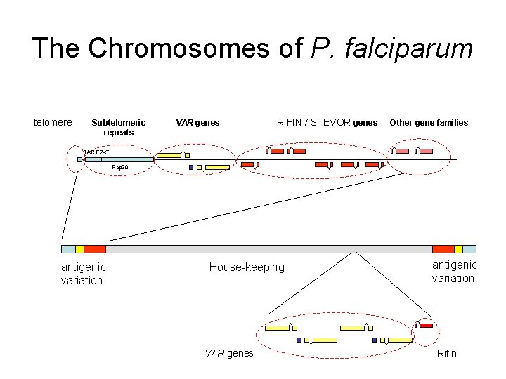 The Chromosomes of P. falciparum telomere Subtelomeric repeats VAR genes RIFIN / STEVOR genes