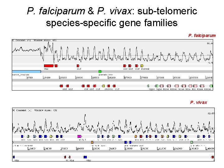 P. falciparum & P. vivax: sub-telomeric species-specific gene families P. falciparum P. vivax 