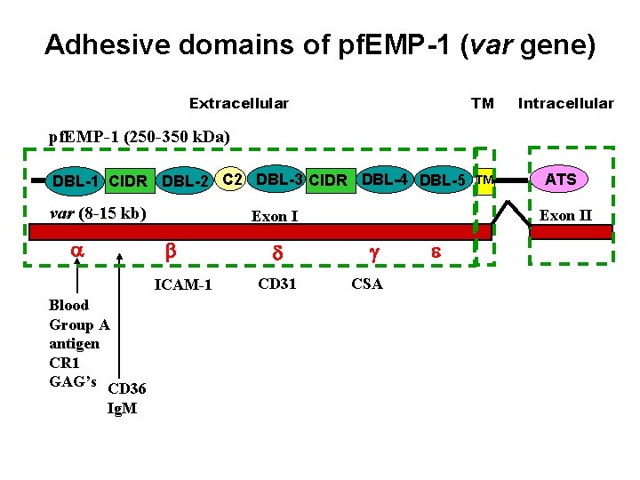 Adhesive domains of pf. EMP-1 (var gene) Extracellular TM Intracellular pf. EMP-1 (250 -350