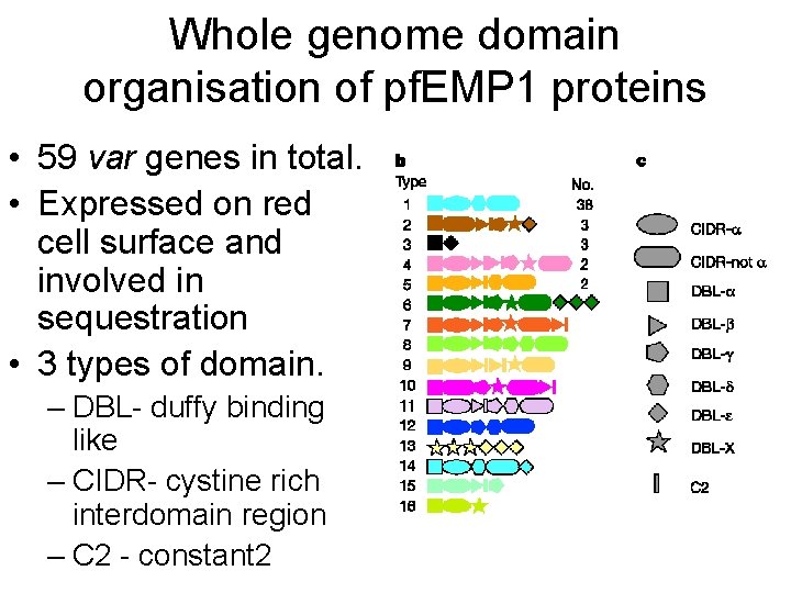 Whole genome domain organisation of pf. EMP 1 proteins • 59 var genes in